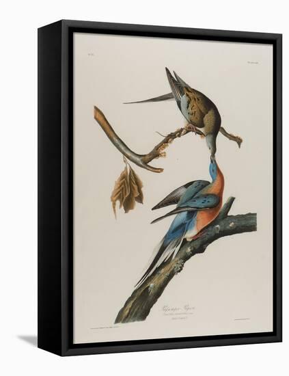 Passenger Pigeon, 1827-1838-John James Audubon-Framed Premier Image Canvas