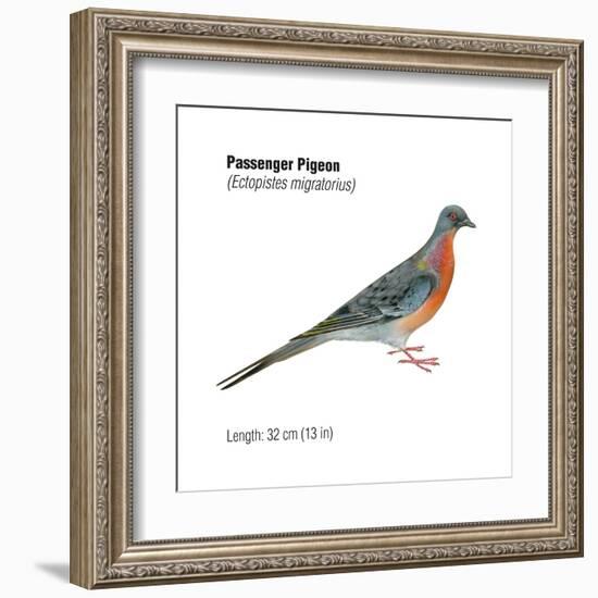 Passenger Pigeon (Ectopistes Migratorius), Birds-Encyclopaedia Britannica-Framed Art Print