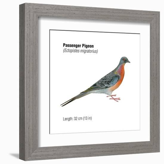Passenger Pigeon (Ectopistes Migratorius), Birds-Encyclopaedia Britannica-Framed Art Print