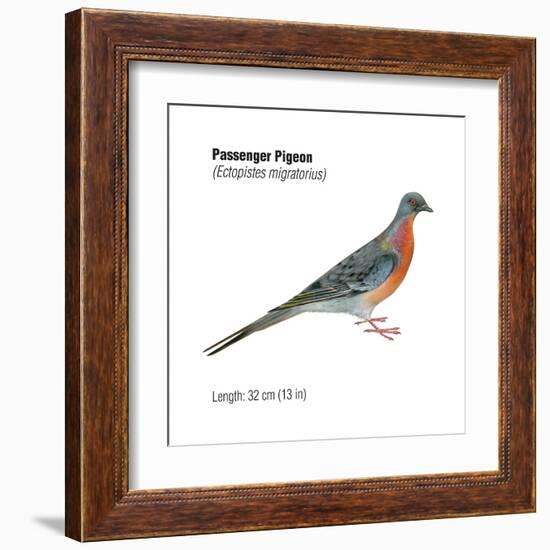 Passenger Pigeon (Ectopistes Migratorius), Birds-Encyclopaedia Britannica-Framed Art Print