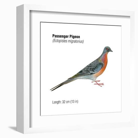 Passenger Pigeon (Ectopistes Migratorius), Birds-Encyclopaedia Britannica-Framed Art Print