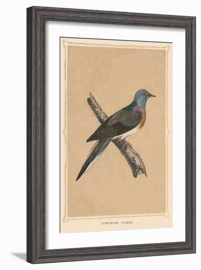 'Passenger Pigeon', (Ectopistes migratorius), extinct species, c1850, (1856)-Unknown-Framed Giclee Print