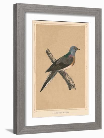 'Passenger Pigeon', (Ectopistes migratorius), extinct species, c1850, (1856)-Unknown-Framed Giclee Print