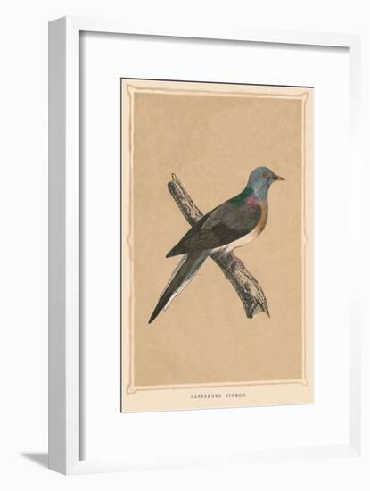 'Passenger Pigeon', (Ectopistes migratorius), extinct species, c1850, (1856)-Unknown-Framed Giclee Print