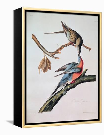 Passenger Pigeon, from 'Birds of America'-John James Audubon-Framed Premier Image Canvas