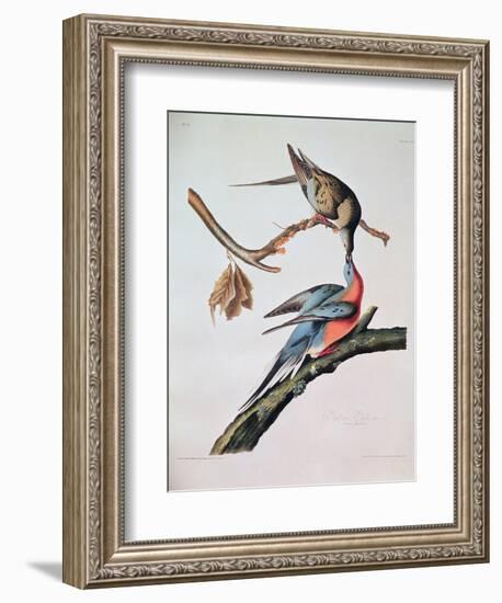 Passenger Pigeon, from 'Birds of America'-John James Audubon-Framed Giclee Print