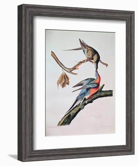 Passenger Pigeon, from 'Birds of America'-John James Audubon-Framed Giclee Print