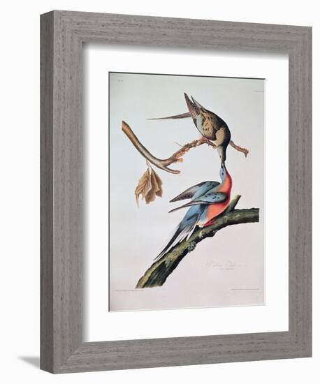 Passenger Pigeon, from 'Birds of America'-John James Audubon-Framed Giclee Print