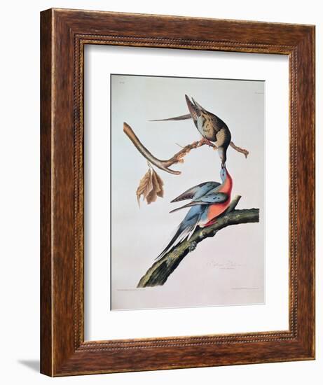 Passenger Pigeon, from 'Birds of America'-John James Audubon-Framed Giclee Print