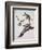 Passenger Pigeon, from 'Birds of America'-John James Audubon-Framed Giclee Print