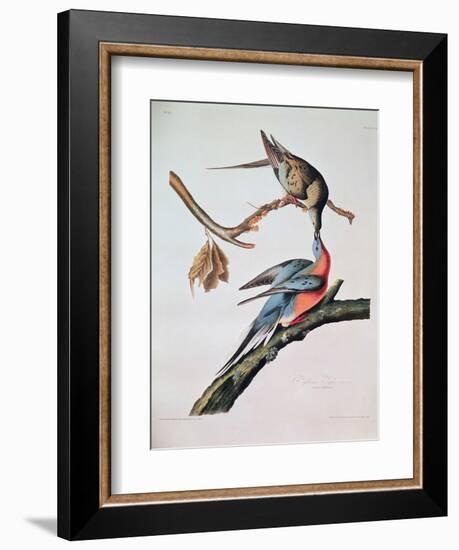 Passenger Pigeon, from 'Birds of America'-John James Audubon-Framed Giclee Print