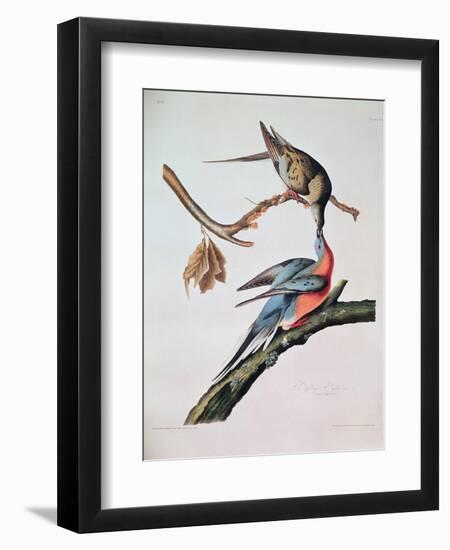 Passenger Pigeon, from 'Birds of America'-John James Audubon-Framed Giclee Print