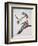 Passenger Pigeon, from 'Birds of America'-John James Audubon-Framed Giclee Print