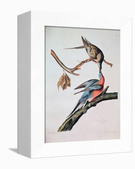 Passenger Pigeon, from 'Birds of America'-John James Audubon-Framed Premier Image Canvas