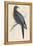 Passenger Pigeon-Reverend Francis O. Morris-Framed Premier Image Canvas