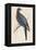 Passenger Pigeon-Reverend Francis O. Morris-Framed Premier Image Canvas