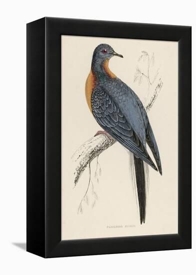 Passenger Pigeon-Reverend Francis O. Morris-Framed Premier Image Canvas