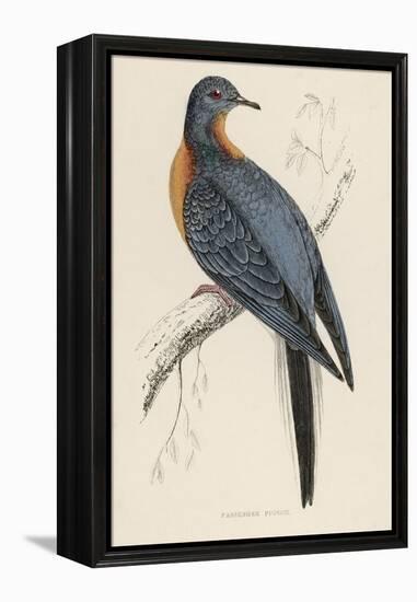 Passenger Pigeon-Reverend Francis O. Morris-Framed Premier Image Canvas