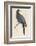 Passenger Pigeon-Reverend Francis O. Morris-Framed Photographic Print