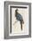 Passenger Pigeon-Reverend Francis O. Morris-Framed Photographic Print