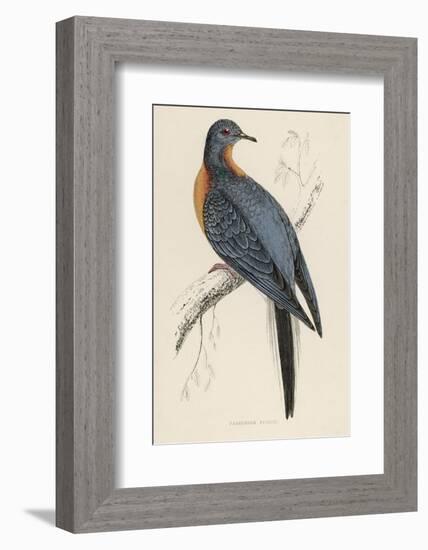 Passenger Pigeon-Reverend Francis O. Morris-Framed Photographic Print