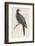 Passenger Pigeon-Reverend Francis O. Morris-Framed Photographic Print