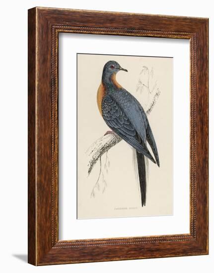 Passenger Pigeon-Reverend Francis O. Morris-Framed Photographic Print