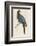 Passenger Pigeon-Reverend Francis O. Morris-Framed Photographic Print