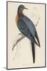 Passenger Pigeon-Reverend Francis O. Morris-Mounted Photographic Print