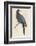 Passenger Pigeon-Reverend Francis O. Morris-Framed Photographic Print