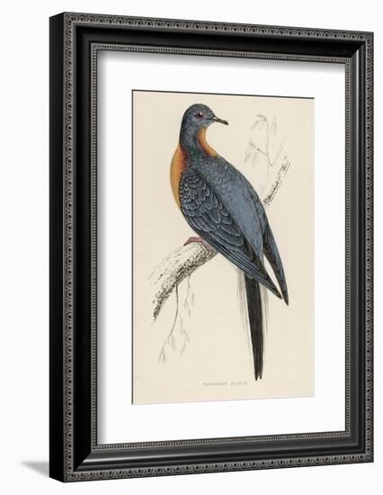 Passenger Pigeon-Reverend Francis O. Morris-Framed Photographic Print