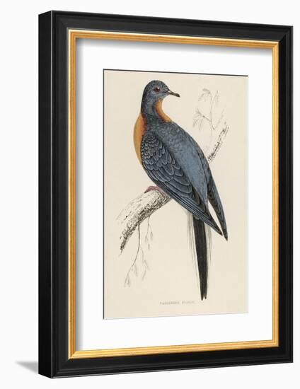 Passenger Pigeon-Reverend Francis O. Morris-Framed Photographic Print