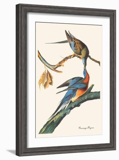 Passenger Pigeon-John James Audubon-Framed Art Print
