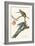 Passenger Pigeon-John James Audubon-Framed Art Print