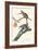 Passenger Pigeon-John James Audubon-Framed Art Print