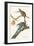 Passenger Pigeon-John James Audubon-Framed Art Print