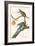 Passenger Pigeon-John James Audubon-Framed Art Print