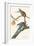 Passenger Pigeon-John James Audubon-Framed Art Print