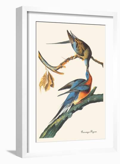 Passenger Pigeon-John James Audubon-Framed Art Print