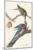 Passenger Pigeon-John James Audubon-Mounted Art Print