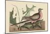 Passenger Pigeon-Mark Catesby-Mounted Art Print