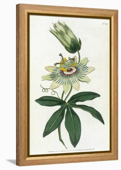 Passiflora Caerulea-William Curtis-Framed Stretched Canvas