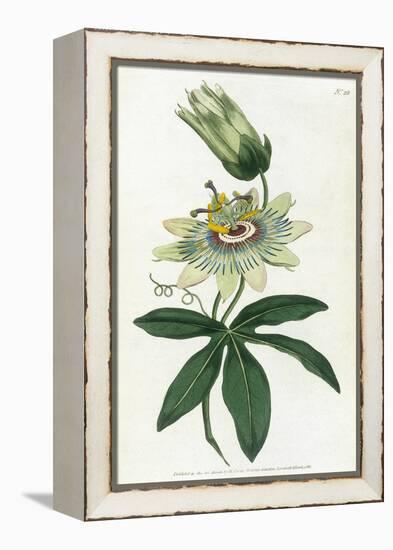 Passiflora Caerulea-William Curtis-Framed Stretched Canvas