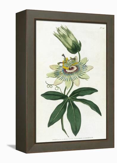 Passiflora Caerulea-William Curtis-Framed Stretched Canvas