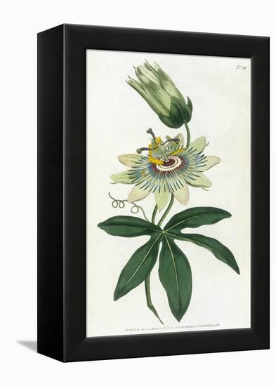 Passiflora Caerulea-William Curtis-Framed Stretched Canvas