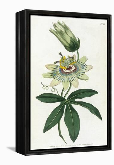 Passiflora Caerulea-William Curtis-Framed Stretched Canvas