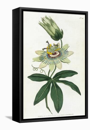 Passiflora Caerulea-William Curtis-Framed Stretched Canvas