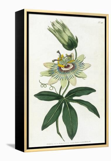 Passiflora Caerulea-William Curtis-Framed Stretched Canvas