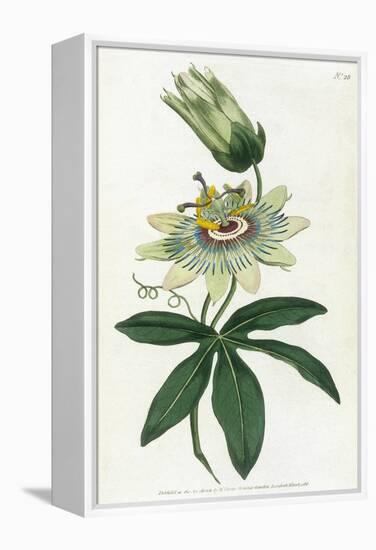 Passiflora Caerulea-William Curtis-Framed Stretched Canvas