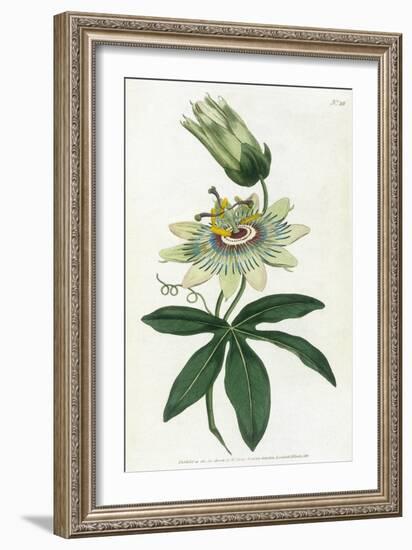 Passiflora Caerulea-William Curtis-Framed Art Print